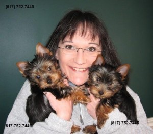 Two Female Yorkies