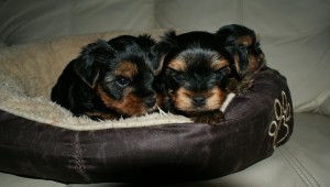 Adorable Yorkies