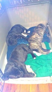 Cane Corso Female Puppies