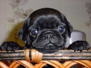 Black Pug Puppy