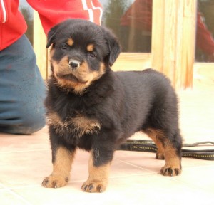 FULLY TRAINED ROTTWEILER PUPPY FOR ADOPTION