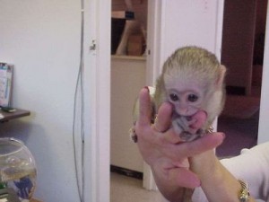 Cute Capuchin Monkeys