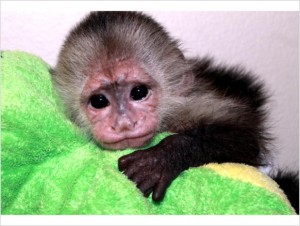 Capuchin Monkeys For Sale