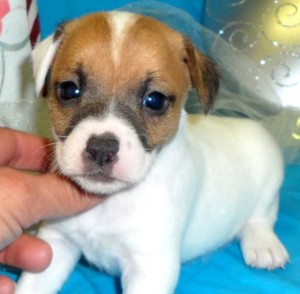 Adorable Little Jack Russell Puppies