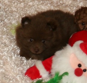 Pomeranian Puppy For Sale