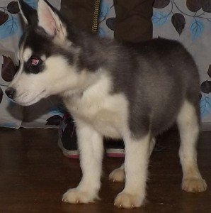 Adorable Siberian Husky Pups For Sale