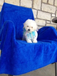 Lovely Bichon Frise Puppies For Sale