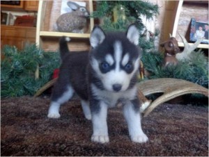 Adorale Siberian Husky