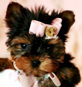 Pretty Yorkie Puppies