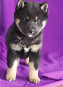 Shiba Inu Puppies for Sale