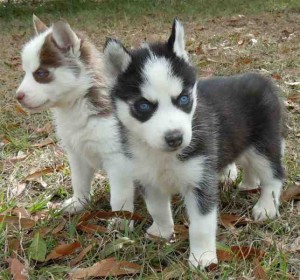 12 weeks old Siberian Husky Pups