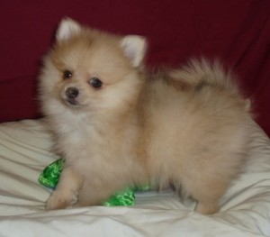 IDEAL POMERANIAN PUPPIES