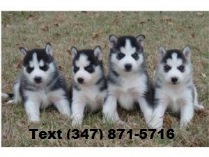 Siberian Huskies Available