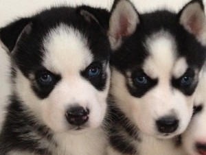 Purebred Husky Puppies