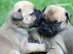 AKC Bullmastiff Puppies