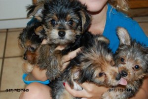 Healthy Yorkie Puppies for Adoption