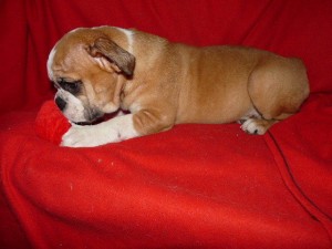 English Bulldog Available