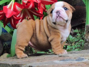 English Bulldog Puppies Available