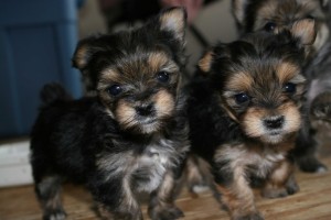 Wanting to have tea-cup yorkie puppies for X-mas ??