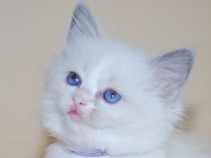 Male and Female Ragdoll Kittens