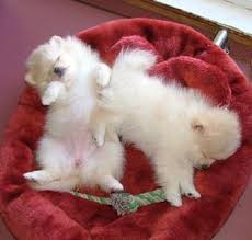 Purebred Male Pom Pup for Sale