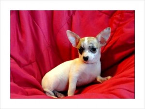 Two Cute Chihuahua Puppies for Sale