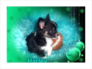 Teacup Chihuahua Puppy