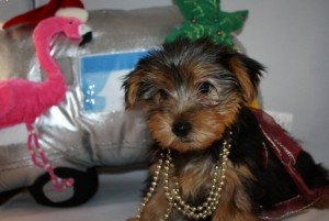 Teacup Yorkie Puppy Available