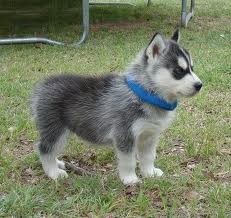 Awesome family raised Siberian Husky puppies.