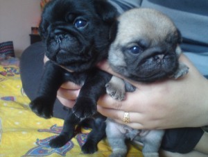 Cute and Adorable Pug Puppies for Sale