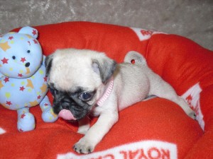 Home Raised Pug Puppies for Adoption