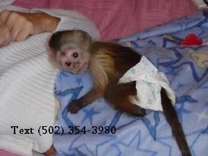 Capuchin for Adoption