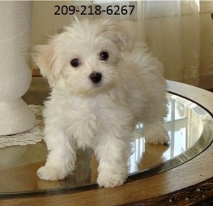 Beautiful Maltese Puppies, 100% Purebred