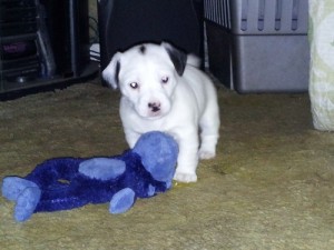 Three Jack Russell Pups