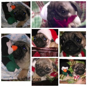 Pug Puppies
