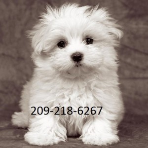 Silky Maltese Puppies for Sale