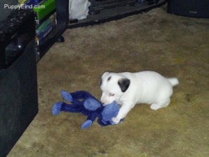 Beautiful Jack Russell puppies for your home