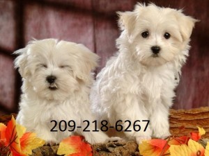 Adorable Maltese Puppies Available