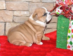 Beautiful male and female English bulldog available