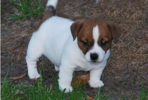 Wonderful Jack Russell Puppies Available