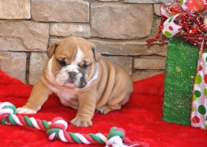 Cute English Bulldog Puppies For Adoption