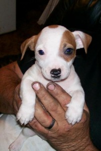 Jack Russell Terrier Puppies Available