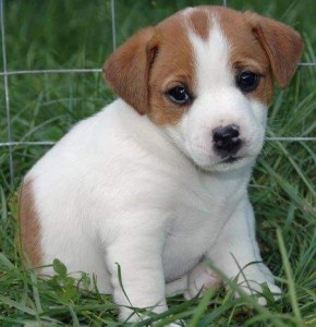 Beautiful Jack Russell Puppies for Free