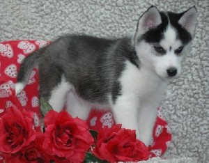 Male and Female Siberian Husky Pups