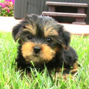 Gorgeous Teacup Yorkie Puppies