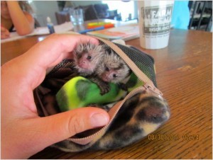 Adorable Marmoset Monkey