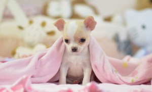 Gorgeous Chihuahua Puppy Available
