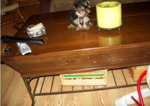 Cute Teacup Yorkie Puppies For Adoption