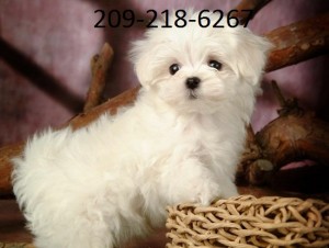 Maltese Puppies for Sale