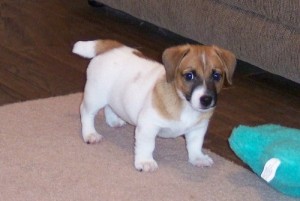 Jack Russell Puppies for Sale